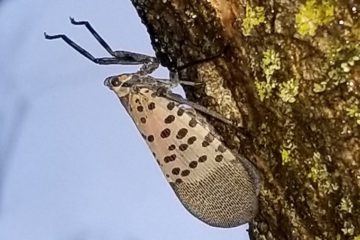 Spotted Lanternfly