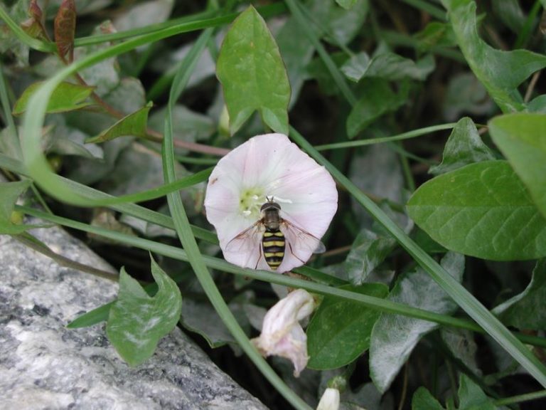 Pollinator on field bindweed