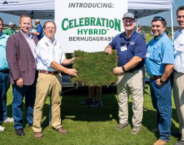 MSU Celebration Hybrid bermudagrass