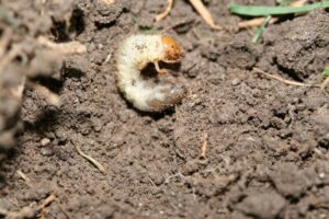Japanese beetle larvae. Root feeding insects