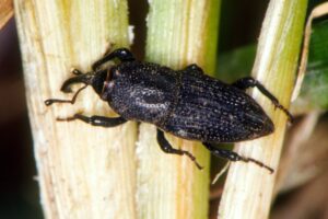 Bluegrass billbug root feeding insect