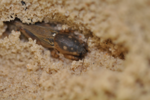 Southern mole cricket root feeding insects