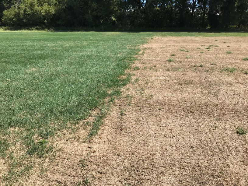 Insect pests of cool-season turfgrass