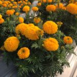 New plants Marigold Siam Gold