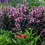 New plants Penstemon Dakota ‘Burgundy’
