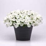 New plants Petunia SureShot White