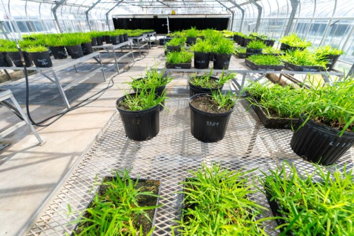 Texas A&M AgriLife turfgrass program leads through innovation