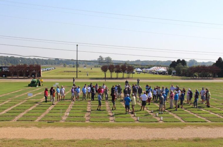 MSU turfgrass field day