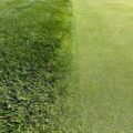 Ecological principles turfgrass