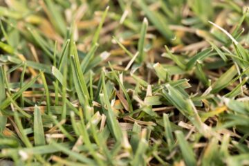 Bermudagrass