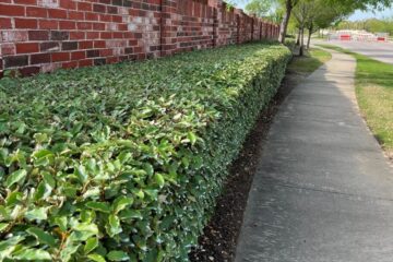 Plant growth regulators