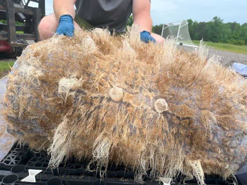 FIFA World Cup 26, turfgrass research, University of Tennessee, shallow profile rooting