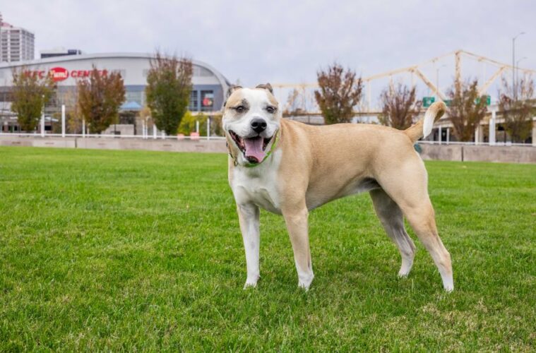 TurfMutt Power of Parks