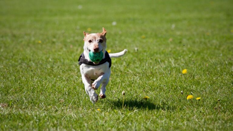Dog park ASBA