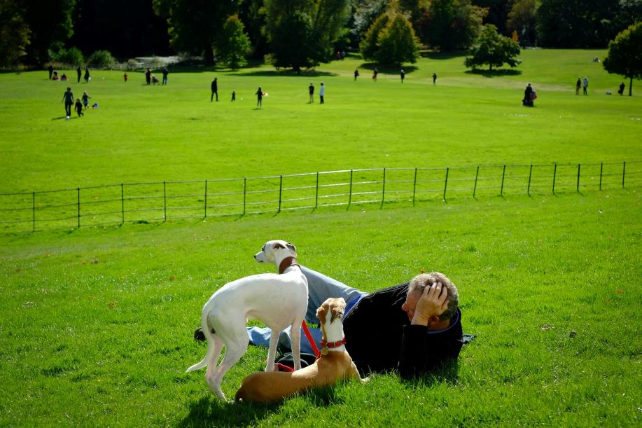 Dog parks ASBA