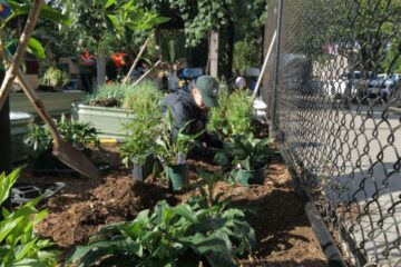 Project EverGreen