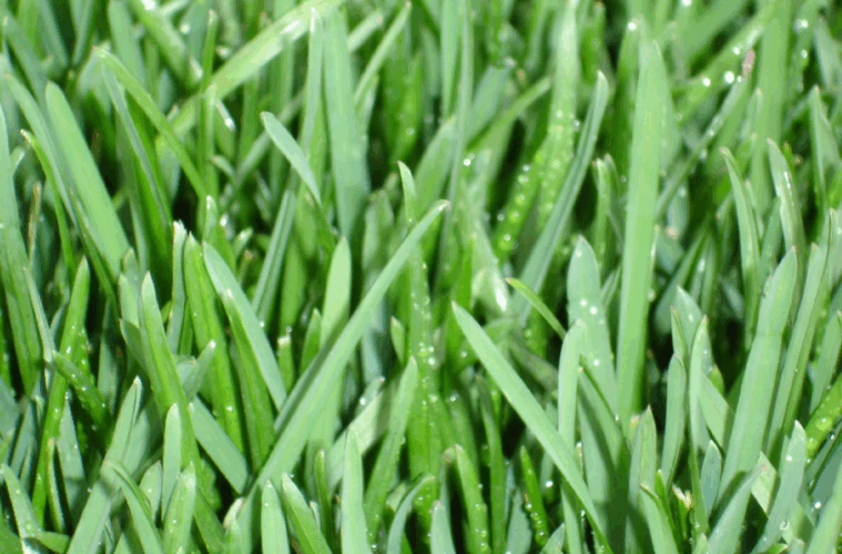 Sod Solutions grass seed