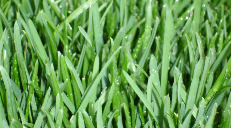 Sod Solutions grass seed