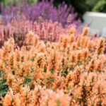 New Plants Terra Nova