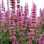 New Plants Terra Nova
