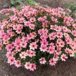 New Plants Terra Nova