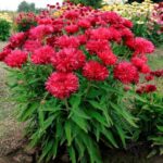 New Plants Terra Nova