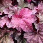 New Plants Terra Nova